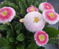 90 Jahre Trachtengruppe Markdorf