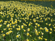 90 Jahre Trachtengruppe Markdorf